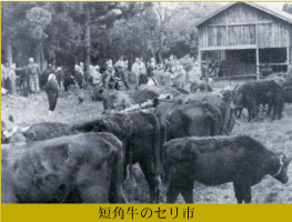 短角牛のセリ市